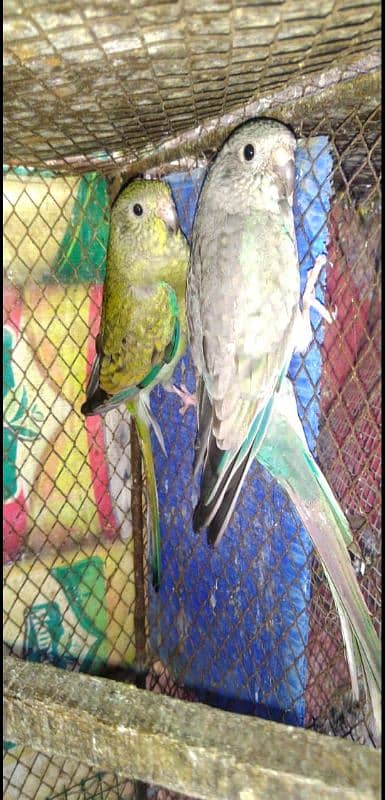 rum parrot breeder pair for sale 9