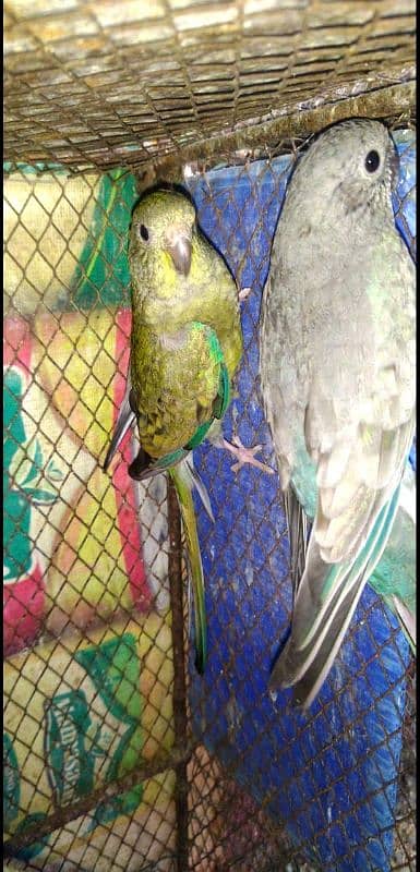 rum parrot breeder pair for sale 10