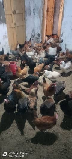 egg laying hens for sale