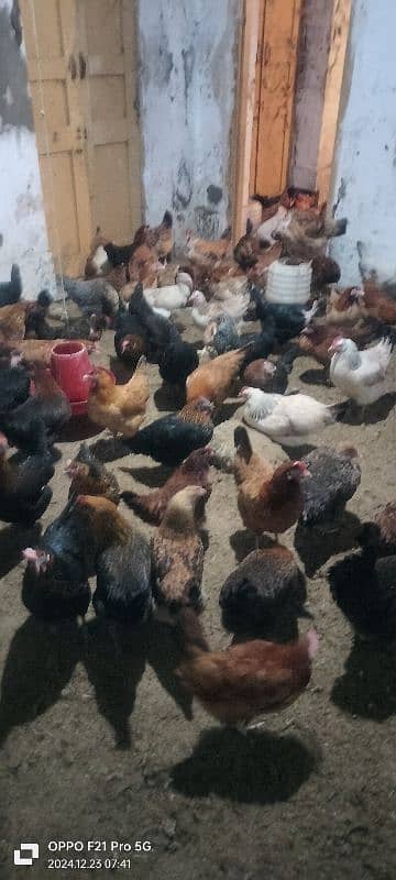 egg laying hens for sale 0