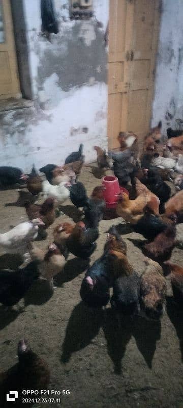 egg laying hens for sale 1