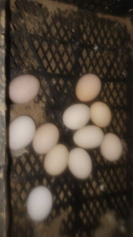 egg laying hens for sale 2