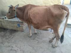 cow