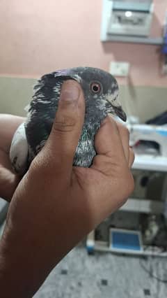 sharazi pigeon pair For sale