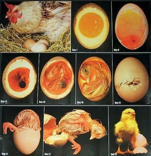 Ayam cemani and lohman Brown eggs gruy tounge fertail eggs 2