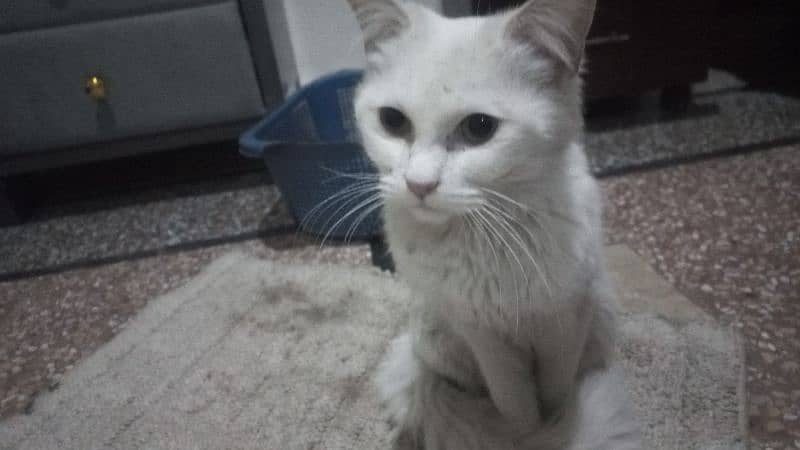 persian cat pure doll face 2