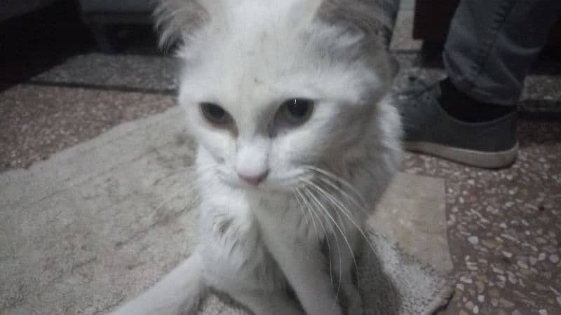 persian cat pure doll face 3