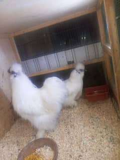 silkie pair available