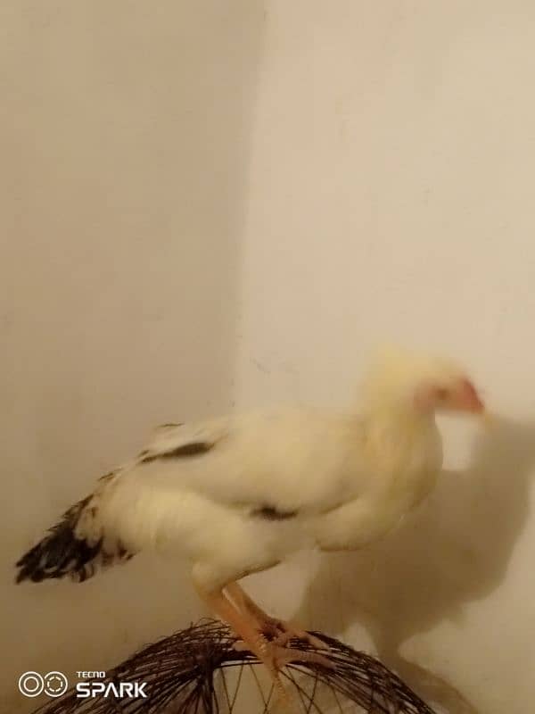 pure desi and beautiful hen for sale 0