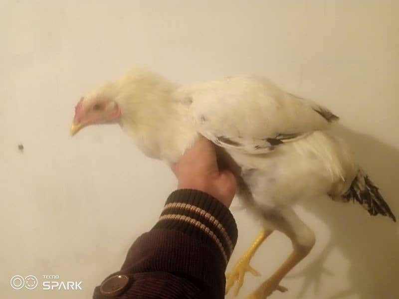 pure desi and beautiful hen for sale 1