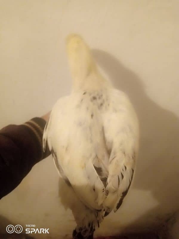 pure desi and beautiful hen for sale 2