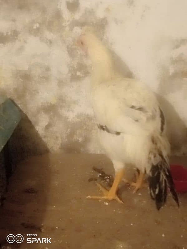 pure desi and beautiful hen for sale 3