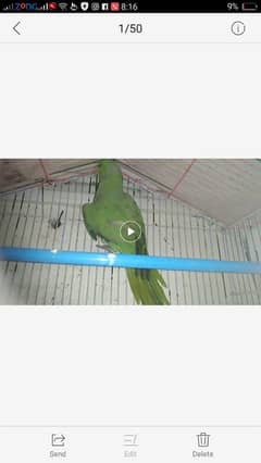 parot