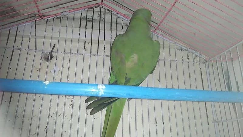 parot 1