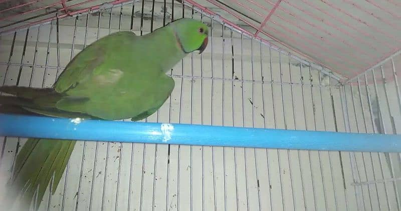 parot 2