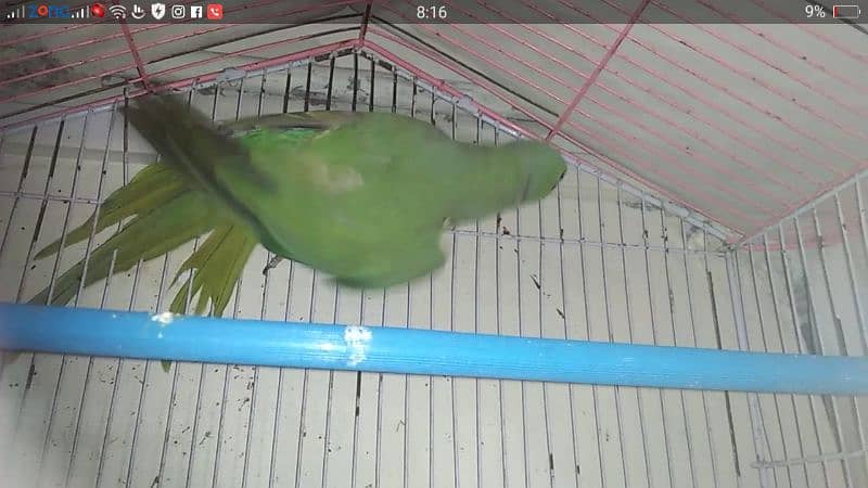 parot 3