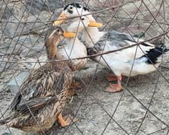 ducks 1 male 2 female