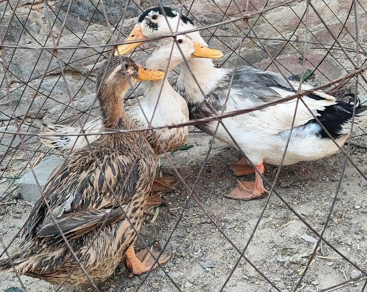 ducks 1 male 2 female 0