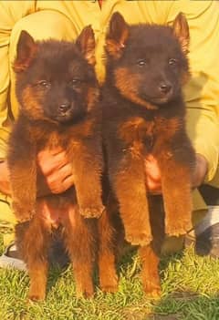 German shepherd double coat pair for sale