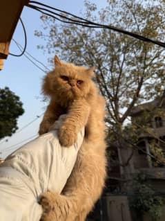 Persian cat extreme punch