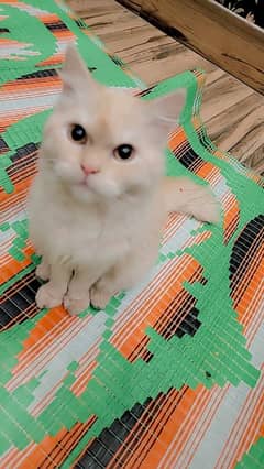 I want to sell this Persian cat urgently