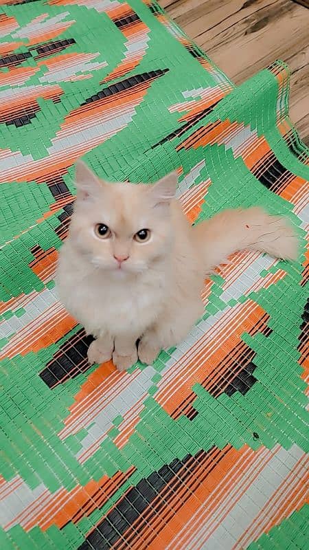 I want to sell this Persian cat urgently 1