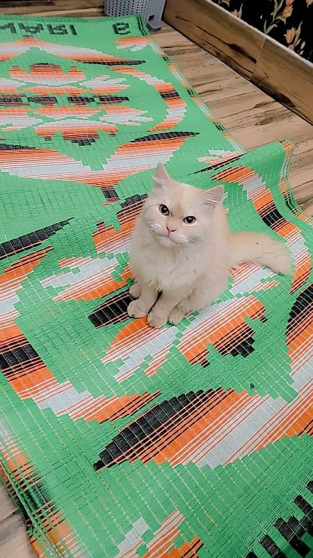 I want to sell this Persian cat urgently 2