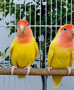 Lutino Love Birds Parrots Pairs