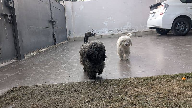 shitzu and poodle pair ( male + female ) 3