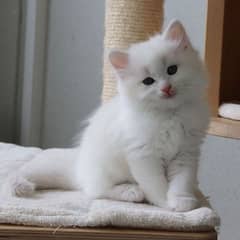 Persian Cat For Sale