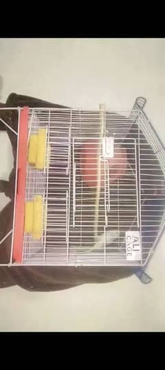 Budgie breeder pair with new cage and Exchange with hens