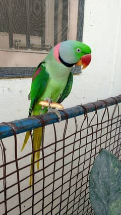 Kashmiri Raw Parrot