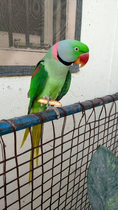 Kashmiri Raw Parrot 0