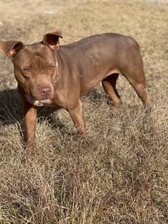 American Pitbull