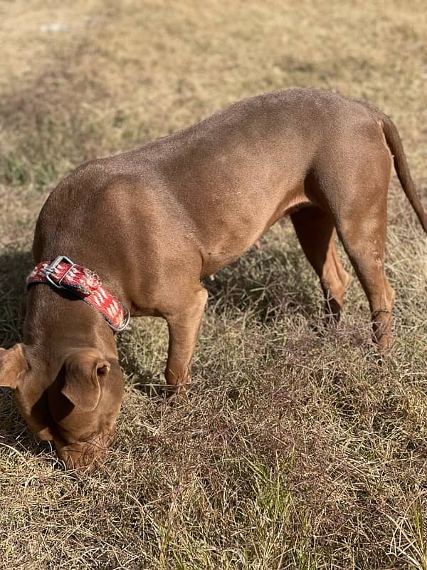 American Pitbull 5