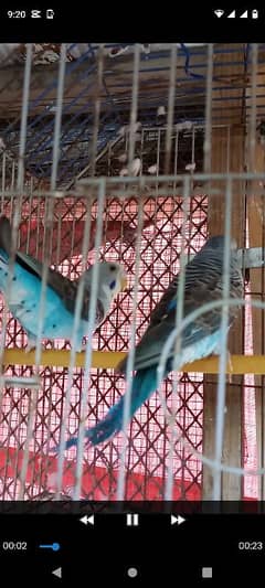 Black wing budgies