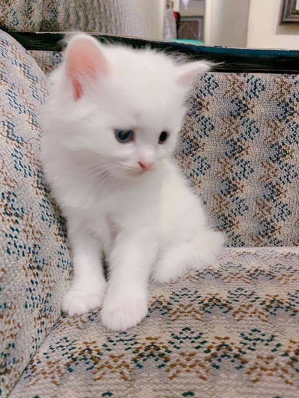 Persian cat Sale 0