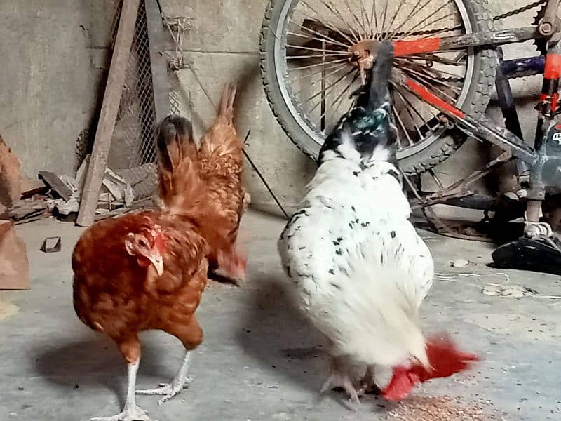 2 COCKS AND 4 HENS 2