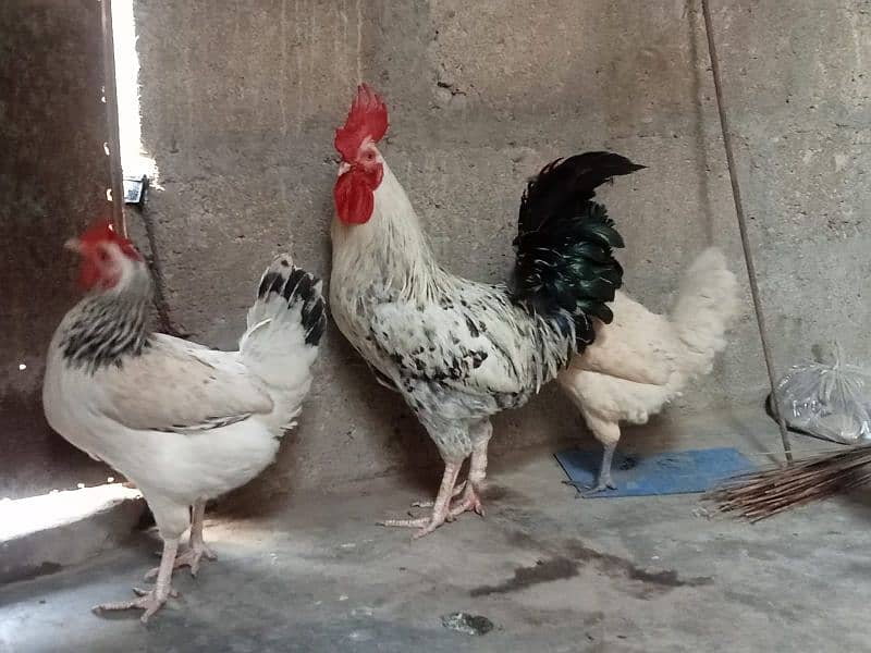 2 COCKS AND 4 HENS 3