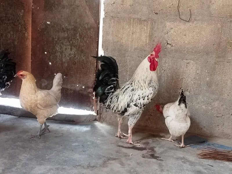 2 COCKS AND 4 HENS 4