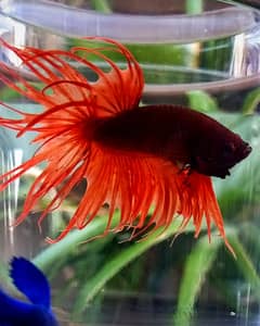 Premium Betta Fish: Halfmoon, Double Tail & Rosetail - Stunning Color