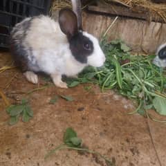 rabbits for sale