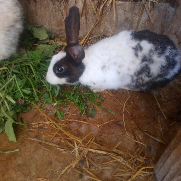 rabbits for sale 3