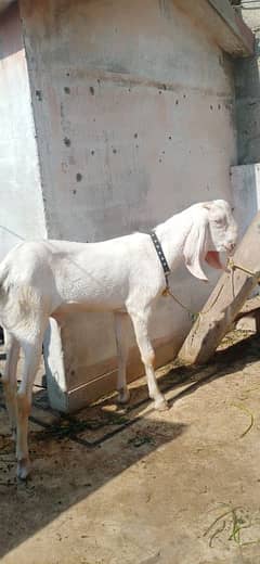 bakra