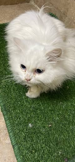 male persian kitten doll face tripple coated for sale