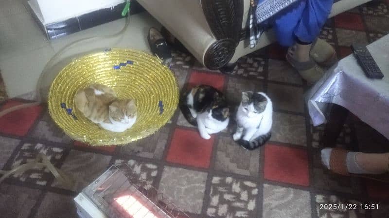 3 Cats | 2 Female and 1 Male | 0