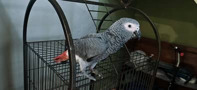 African grey parrot chik