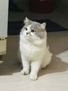 persian male cat