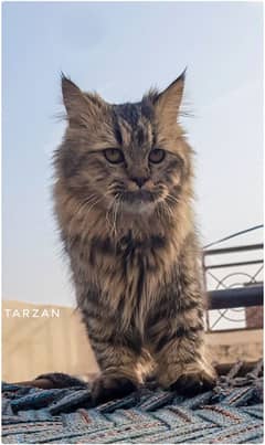 Tarzan