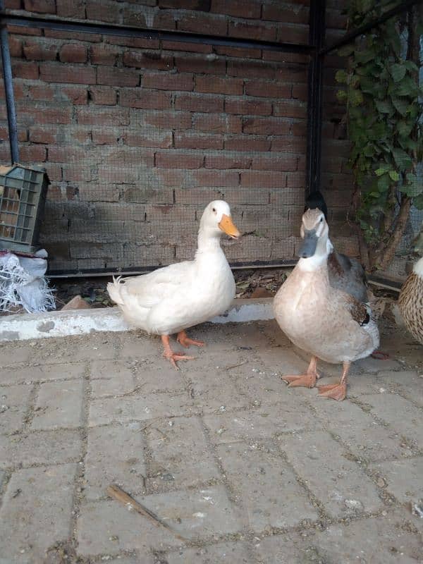 2 pair ducks 1